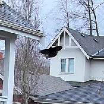 bird_20251221222404.jpg