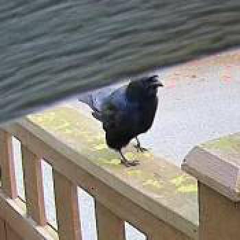 bird_20251231194207.jpg