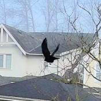bird_20251231194932.jpg