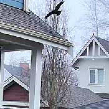 bird_20260101174338.jpg