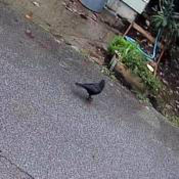 bird_20260101174415.jpg
