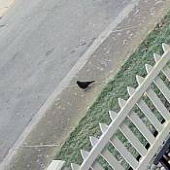 bird_20260126173107.jpg