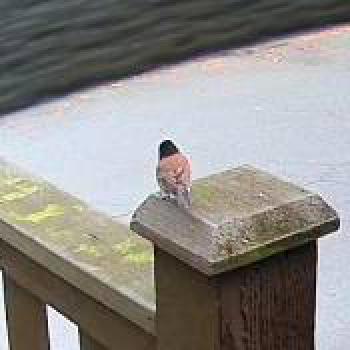 bird_20260126192722.jpg