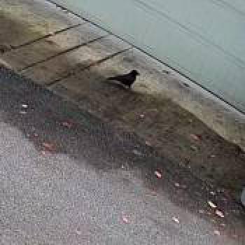 bird_20260127201937.jpg