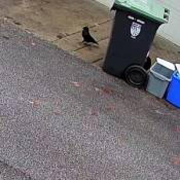 bird_20260128190734.jpg