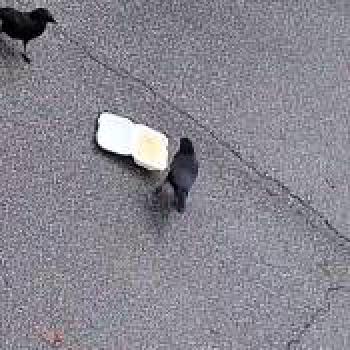 bird_20260204182359.jpg