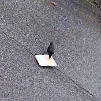 bird_20260204182523.jpg