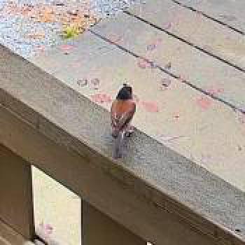 bird_20260204182559.jpg