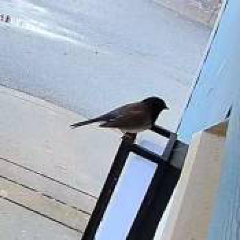 bird_20260204182802.jpg