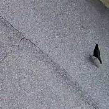 bird_20260204190020.jpg
