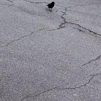 bird_20260212185040.jpg