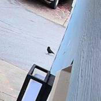 bird_20260212185050.jpg