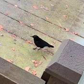 bird_20260212185131.jpg
