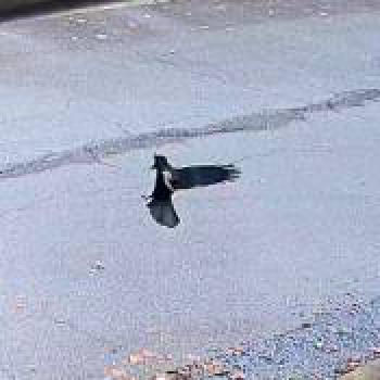 bird_20260218175213.jpg
