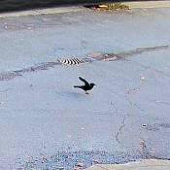 bird_20260218175332.jpg