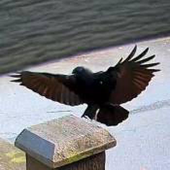 bird_20260218175613.jpg
