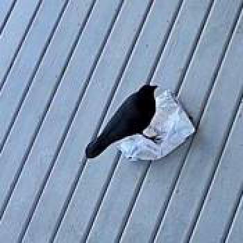 bird_20260224200923.jpg