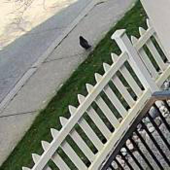 bird_20260330180516.jpg
