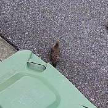 bird_20260615121640.jpg
