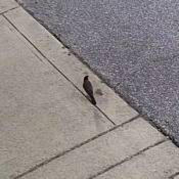 bird_20260615122542.jpg