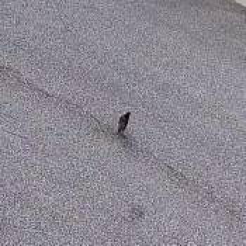 bird_20260615130124.jpg