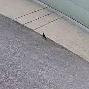 bird_20260615130139.jpg