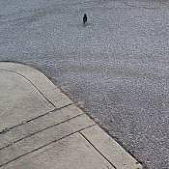 bird_20260615130152.jpg