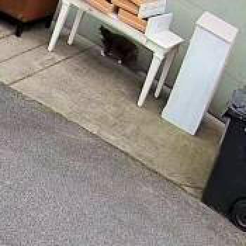 cat_20260429014514.jpg