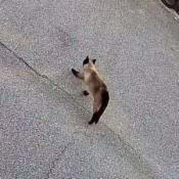 cat_20260502014809.jpg