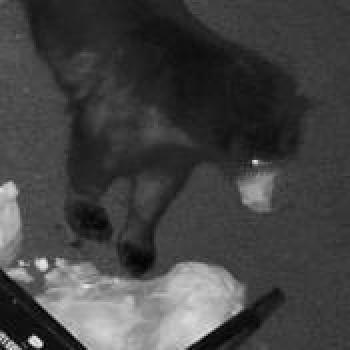 cat_20260502070440.jpg