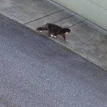 cat_20260502163859.jpg