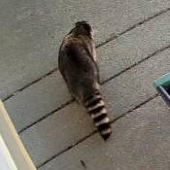 cat_20260503005921.jpg