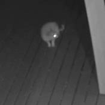 cat_20260508075718.jpg
