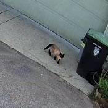 cat_20260509170026.jpg