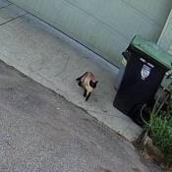 cat_20260509170031.jpg
