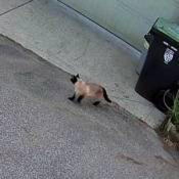 cat_20260509170108.jpg