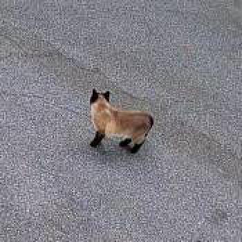 cat_20260509170113.jpg