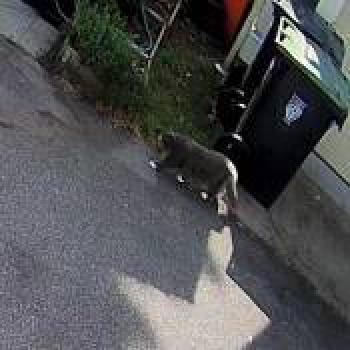 cat_20260509171415.jpg