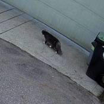 cat_20260509171421.jpg