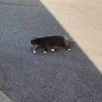 cat_20260510000120.jpg