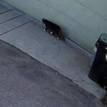 cat_20260511154226.jpg