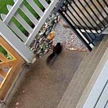 cat_20260513163711.jpg