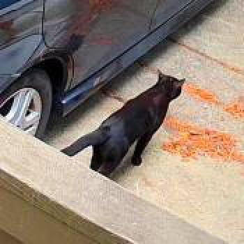 cat_20260515133317.jpg