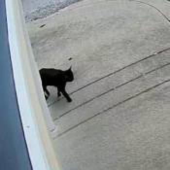 cat_20260515133324.jpg