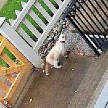 cat_20260516141539.jpg