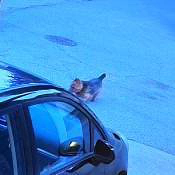 cat_20260517035658.jpg