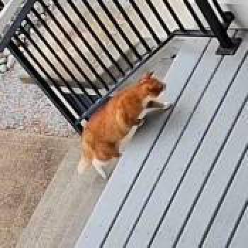 cat_20260523143216.jpg