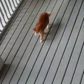 cat_20260523143330.jpg