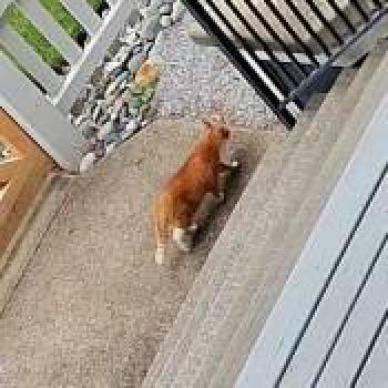 cat_20260523143951.jpg