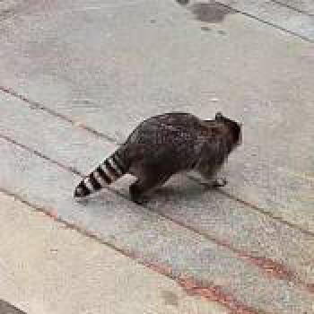 cat_20260524234324.jpg